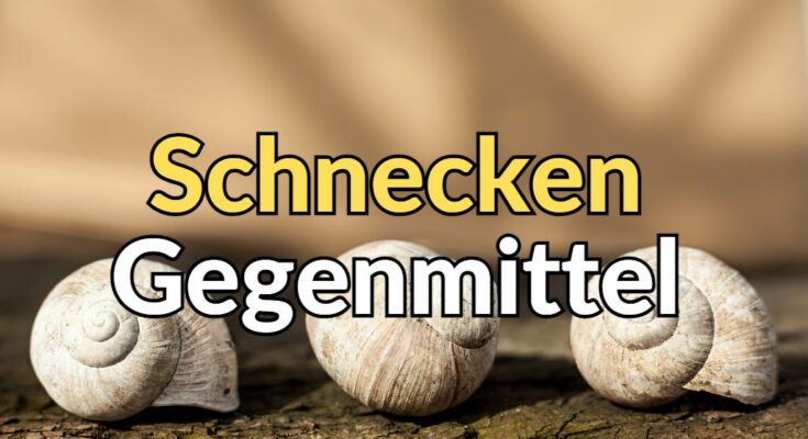 Schnecken Mittel